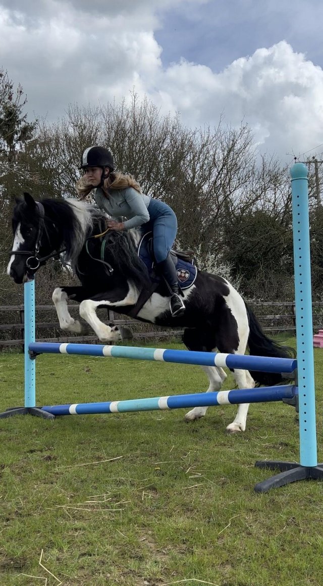 Preview of the first image of 14hh Project 5yo Cob X Mare.