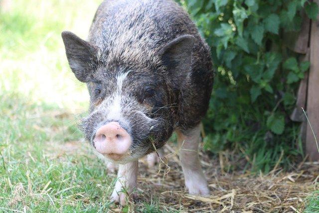 Image 1 of Proven micro miniature pig boar