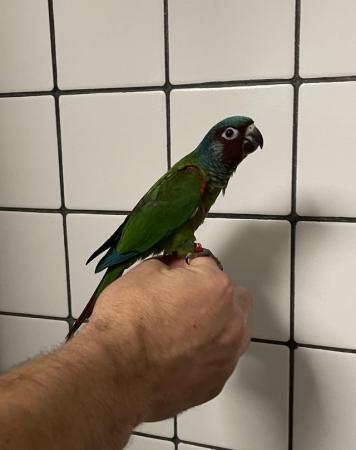 Image 2 of Hand Reared Baby Emma’s Conures £350 each
