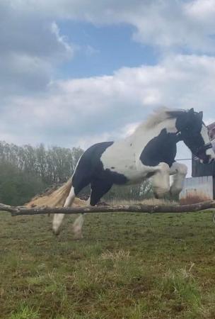 Image 3 of 13hh LightlyBacked Cob Mare Riding Pony/Ride & Drive Project