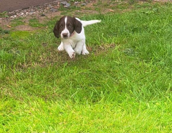 Image 12 of sprocker for sale from loving home