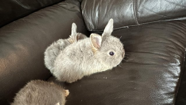 Image 2 of 6 weeks mini lop rabbits ready now