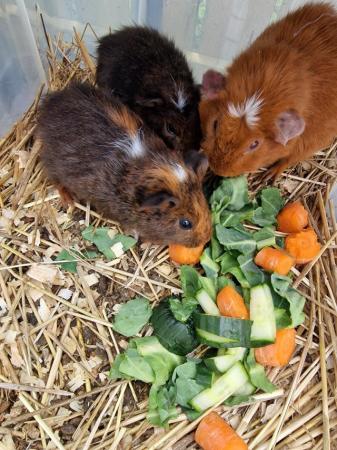 Image 3 of Guinea pigs  female..male... 2 babies 10 each