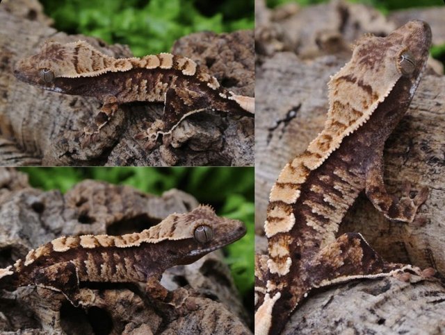 Preview of the first image of Stunning crested gecko hatchling with Tikis Geckos lineage.