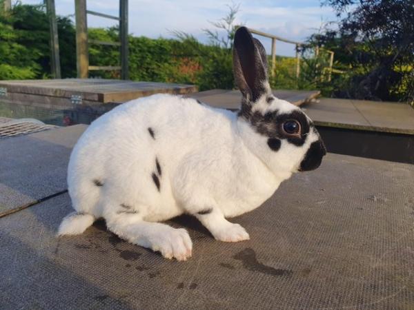 Image 11 of Mini rex rabbits available for loving homes