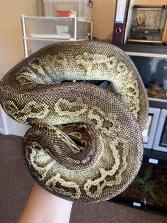 Image 5 of Proven Breeder Ball Pythons **updated.**