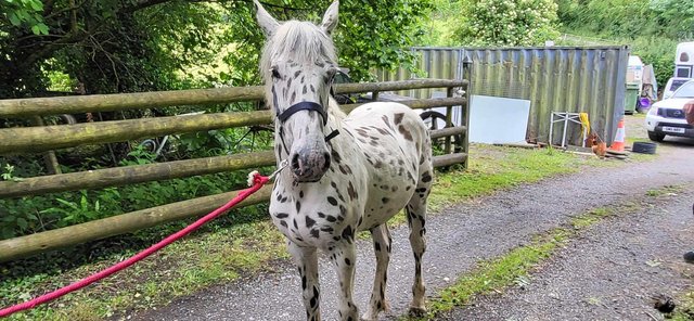 Image 2 of Appaloosa yearling filly