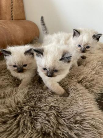 Image 1 of Ragdoll Kittens - Born Sunday 31st March