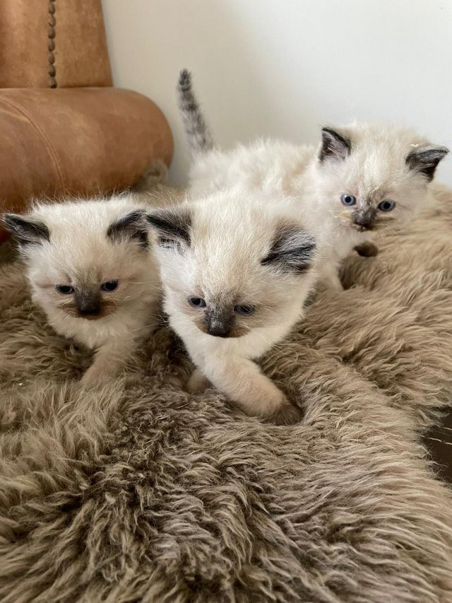 Preview of the first image of Ragdoll Kittens - Born Sunday 31st March.