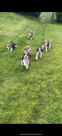 Image 3 of Beautiful Beagle puppies