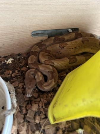 Image 1 of Boa constrictor and corn snakes for sale