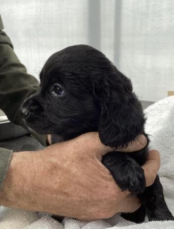 Image 3 of Cocker Spaniel puppies, health tested parents