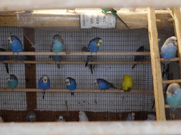 Image 18 of Budgies For Sale. Ideal Pets (Friendly) + Suit for Aviaries