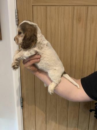 Image 11 of Gorgeous show type cocker spaniels