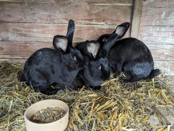 Image 2 of Mix breed bunnies, 13 weeks old