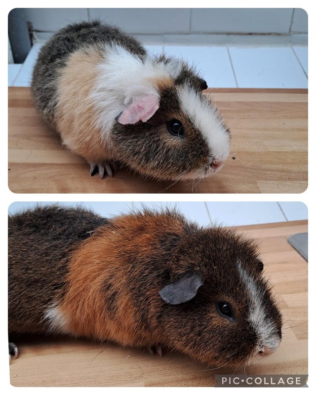 Preview of the first image of 6 month Old Male Teddy Guineapigs.