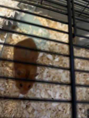 Image 4 of Syrian Hamster for sale
