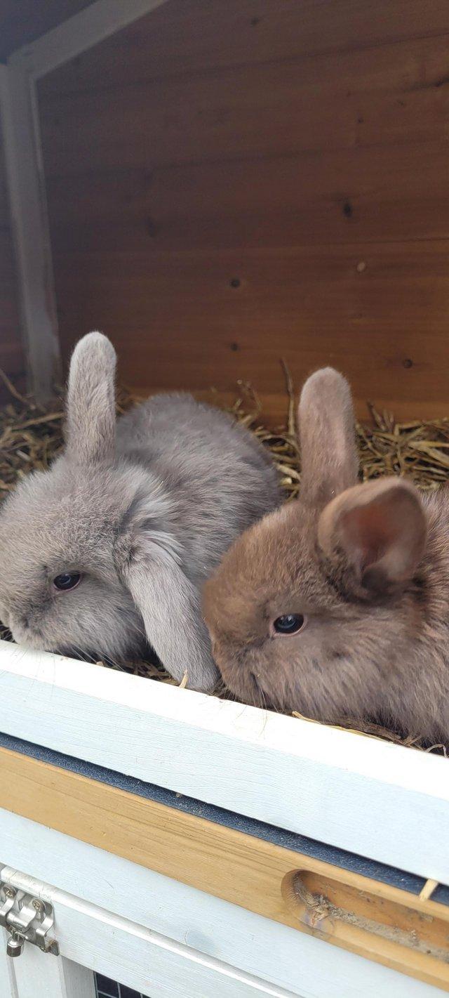 Preview of the first image of 4 mini lop beautiful rabbits..