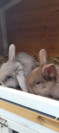 Image 1 of 4 mini lop beautiful rabbits.