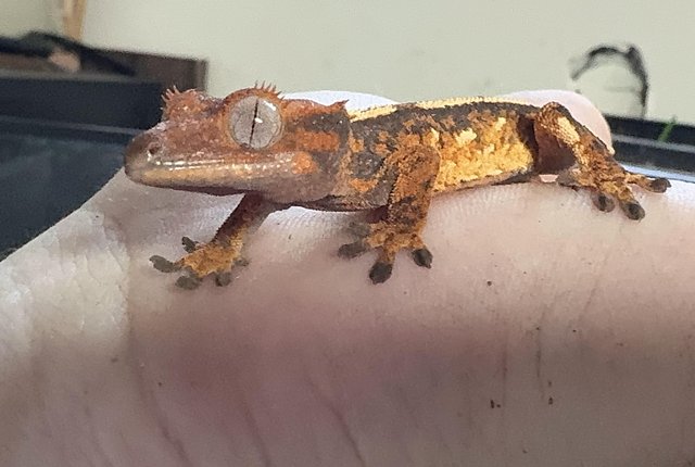 Image 4 of 9 baby crested geckos for sale