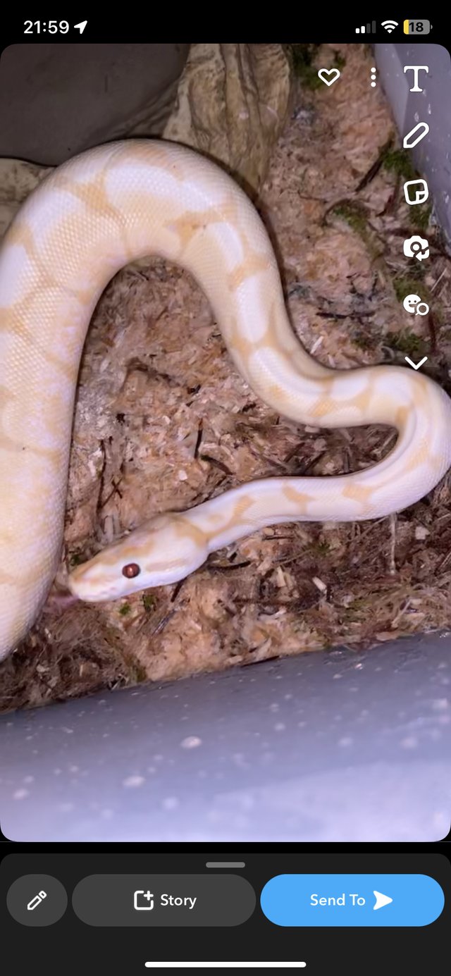 Preview of the first image of Gorgeous 2 year old royal python female.