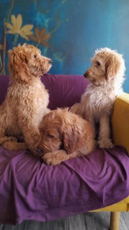 Image 18 of SOLD OUT quality red girls goldendoodle x irishdoodle