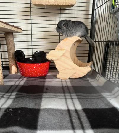 Image 3 of 12 week old Chinchilla for sale