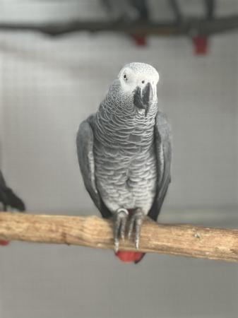 Image 3 of African grey parrot (male)