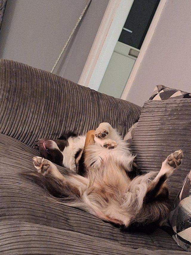 For rehoming my border collie — photo 3 of 4