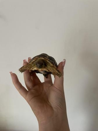 Image 4 of 2 hermann tortoises for sale around 10/11 months old