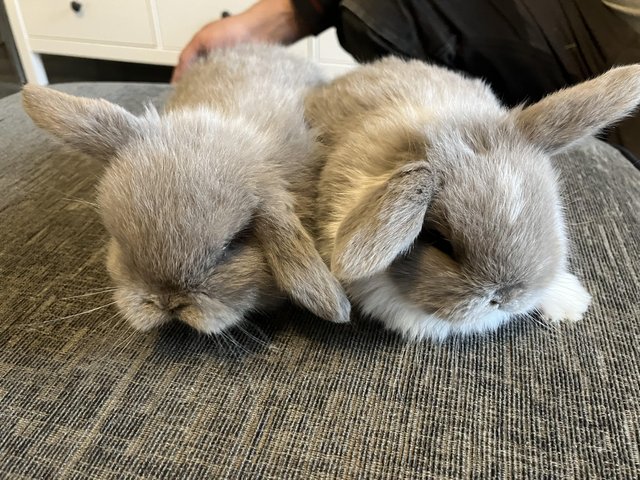 Preview of the first image of 2 x Female minature lop bunnies - RESERVED.