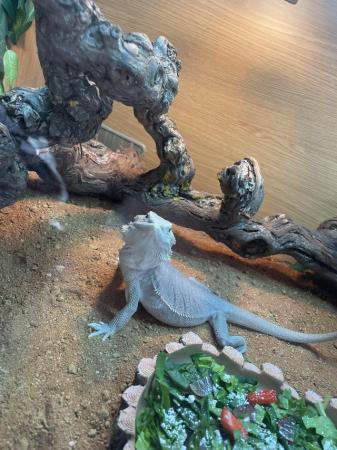 Image 2 of Bearded dragon Zero (silver) full setup included
