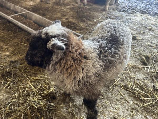 Image 3 of Affectionate ram lamb needs loving home July