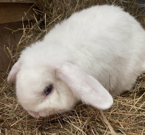 Image 2 of Young adult white mini lop buck