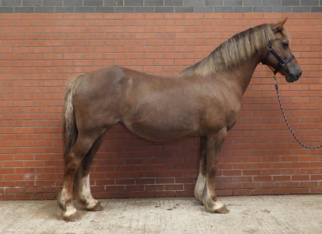 Preview of the first image of Liver Chestnut Welsh Cob Mare.