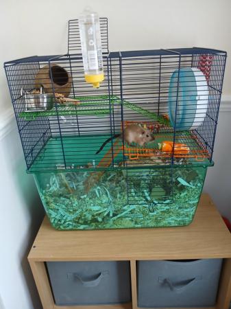 Image 2 of 2 male 6 month old gerbils with full set up