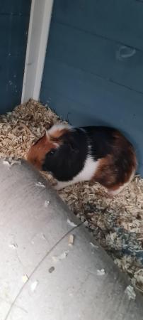 Image 5 of 6 month old guinea pigs, lovely brothers looking for new hom