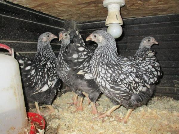 Image 7 of 6 Silver Laced Wyandotte Bantam Hatching Eggs. Quality Bird