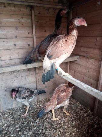 Image 2 of Asil game pullets 10 - 12 month old