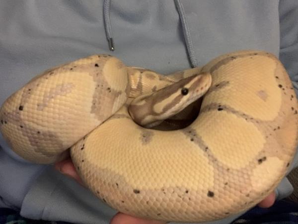 Image 7 of 5 year old male banana ball python and whole set up and food