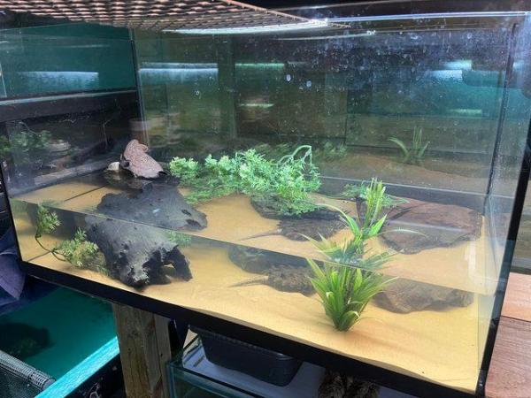 Image 7 of 3 Year old Alligator Snapping Turtles and full setup
