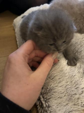 Image 1 of 3 Beautiful British shorthair Now all Sold