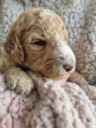 Image 6 of Standard multigen goldendoodles puppies ready on 24th June