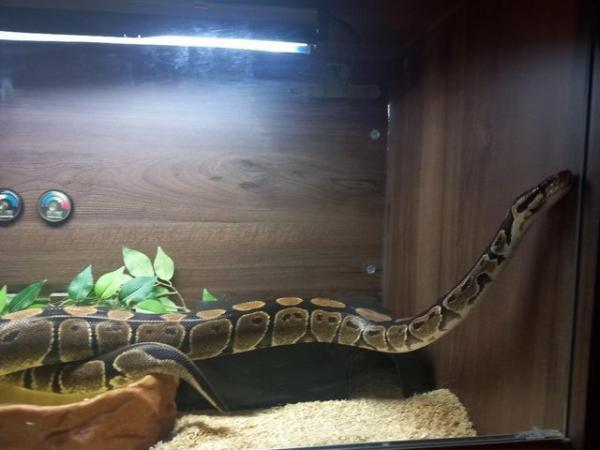 Image 2 of 4 year old female Royal Python plus viv and equipment