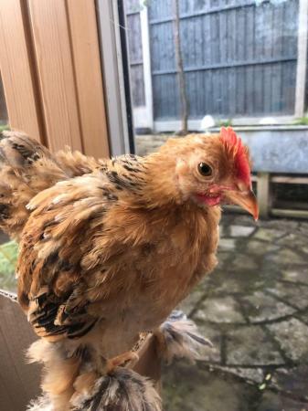 Image 3 of Pekin Bantam male chicken, 8 week old - free to a good home