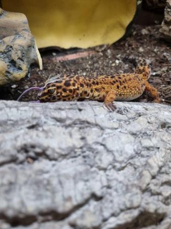 Image 5 of Wonderful adult leopard gecko