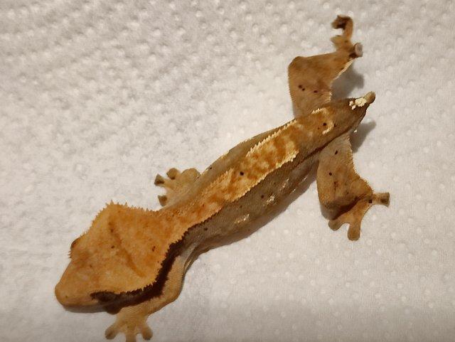 Preview of the first image of Crested Gecko Juveniles/Babies for Sale.