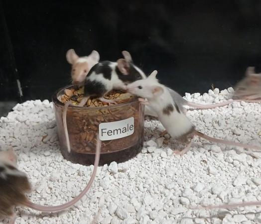 Image 19 of Baby Mice , Tri and mixed coloured