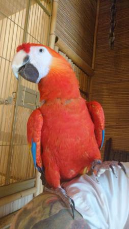 Image 1 of Mango the Scarlet Macaw Now Available
