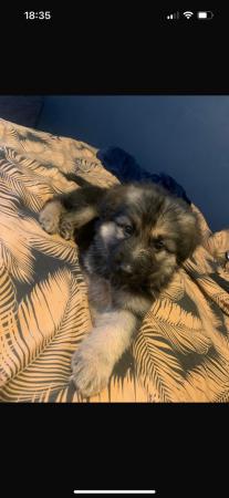 Image 1 of German Shepherd Puppies9